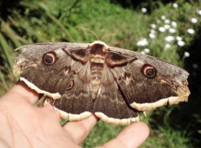 Spagna: La regione  de Monegros, paradiso entomologico